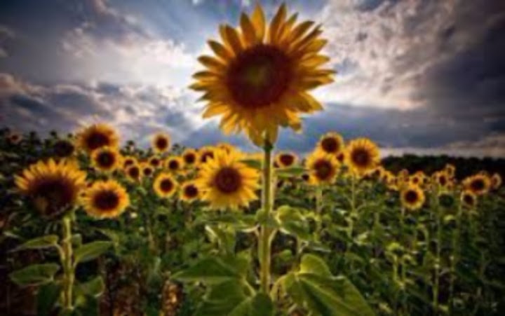 Sunflower Cleaners storefront photo from Google